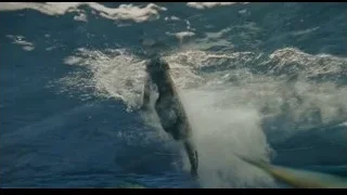 Seal swimming in ocean with open mouth — Life of Pi