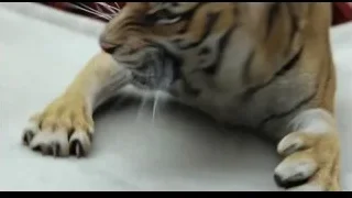 tiger resting with eyes closed — Life of Pi